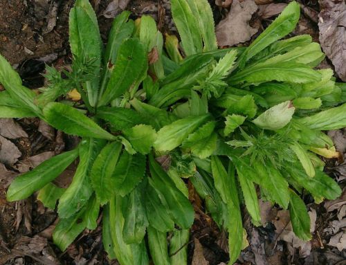 Chadon Beni – The Wild Trinidad Herb
