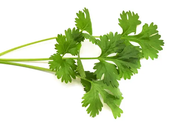 Cilantro Plant